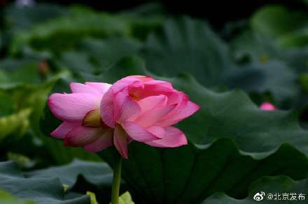 花中君子是什么花 花中君子是指哪四样