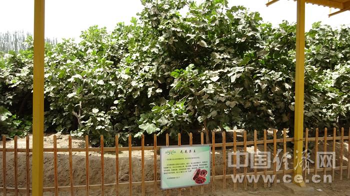 无花果的营养价值 无花果药用价值及功效
