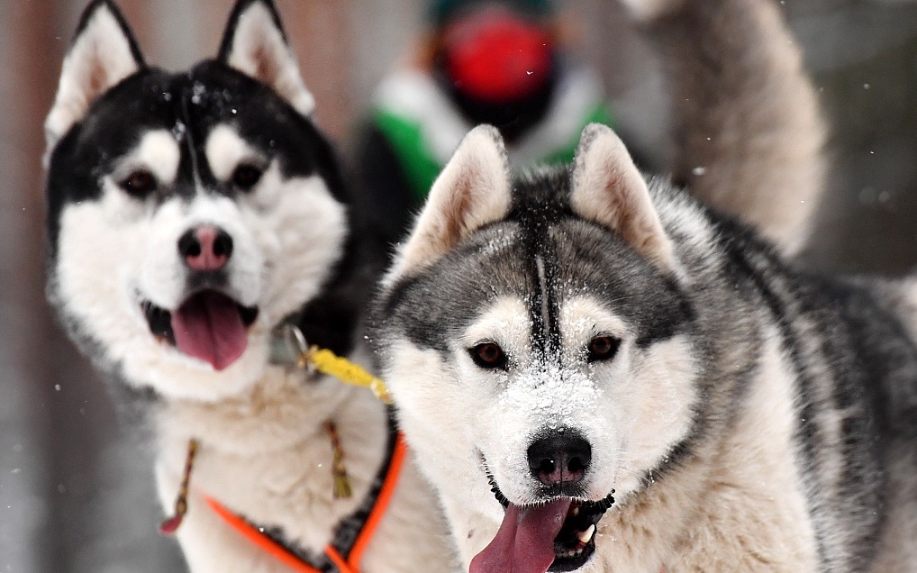 狂犬病潜伏期一般多长时间 狂犬病死亡痛苦吗