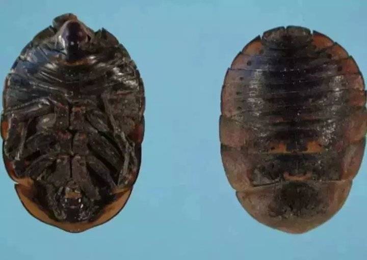 土鳖虫用量土鳖虫