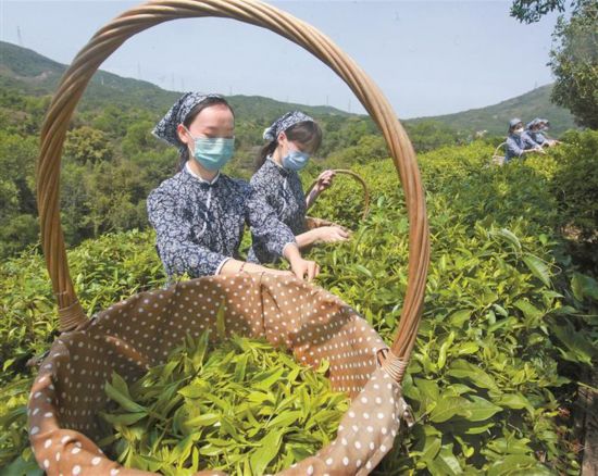 东部华侨城茶溪谷 深圳茶溪谷门票多少钱一张