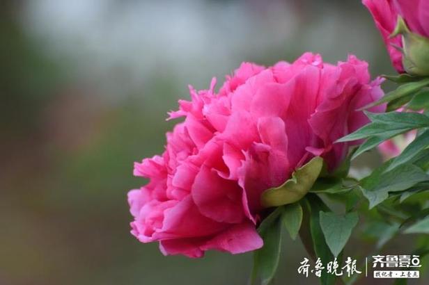 牡丹花什么时候开 牡丹花怎么种植方法