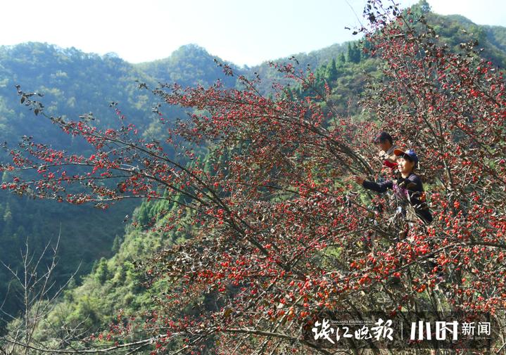 遍插茱萸少一人 3-7岁儿童必背唐诗