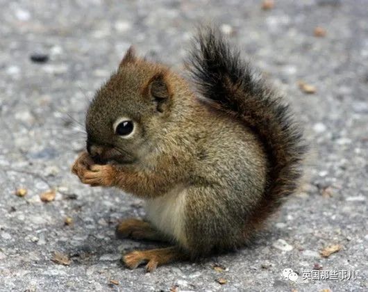 squirrels squirrel杂志08