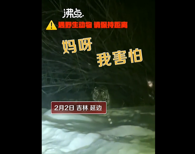 老虎最害怕什么 老虎最害怕山雀的粪便