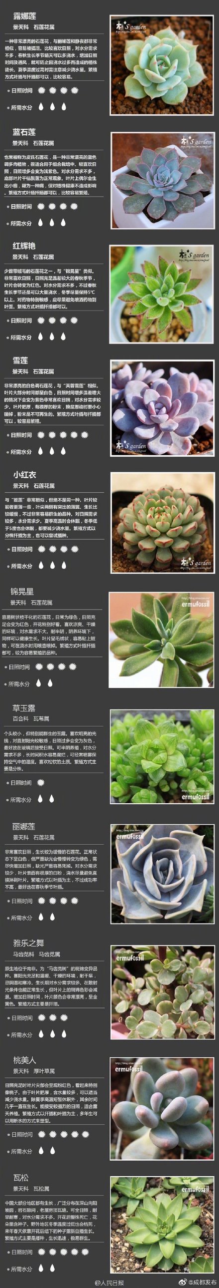 多肉植物品种名称大全常见的多肉植物品种名称大全