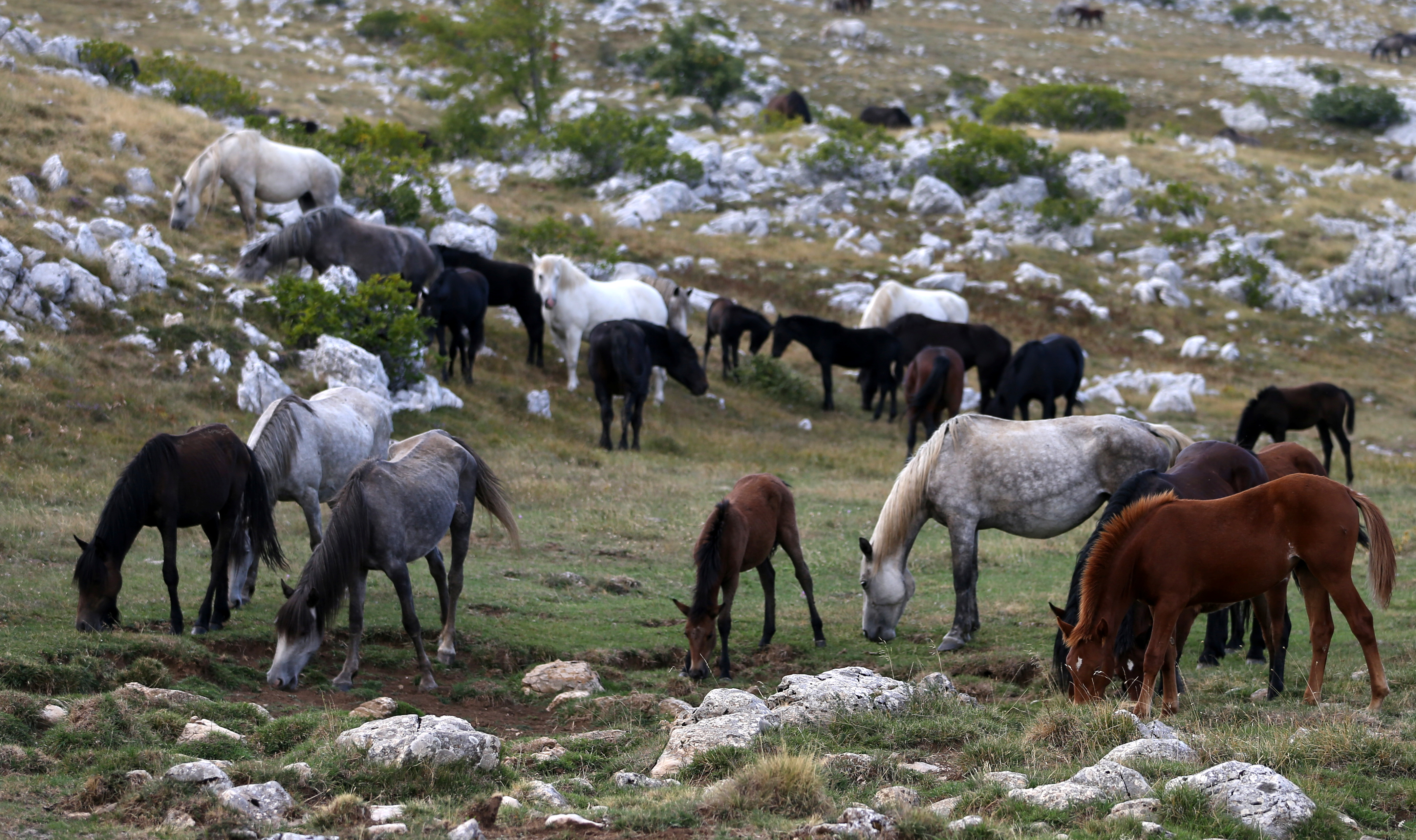 跑马溜溜的山上(跑马圈地是什么意思)