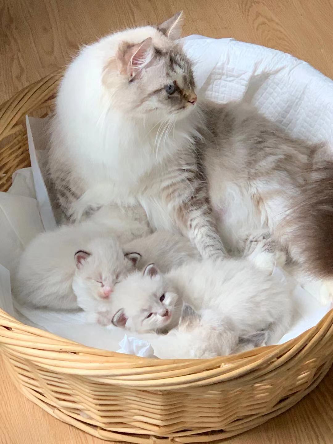 丁香色英短一般多少钱布偶猫丨海
