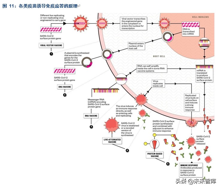 疫苗行业专题报告：我们离新冠疫苗还有多远？