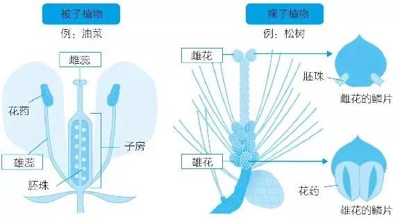 迎春花是什么颜色 迎春花怎么养殖方法