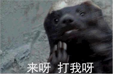 平头哥是什么动物 养平头哥犯法吗
