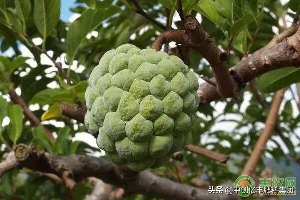 释迦果怎么吃 释迦果怎么吃图解法
