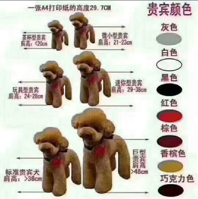 萨摩耶犬多少钱一只 萨摩耶幼犬图片