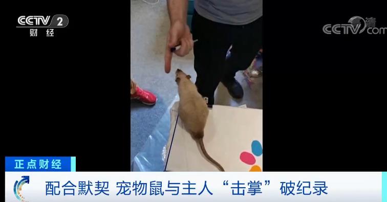 吉尼斯世界纪录大全 吉尼斯纪录一览表