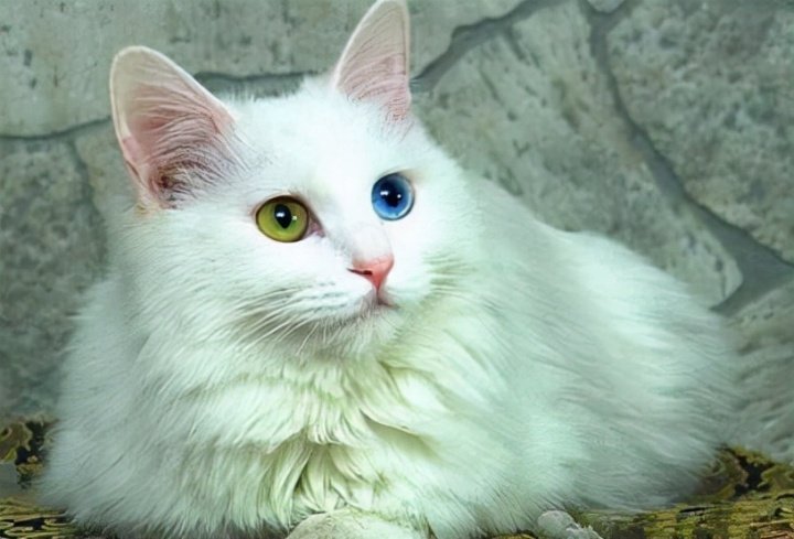 安哥拉猫安哥拉猫和狮子猫区别