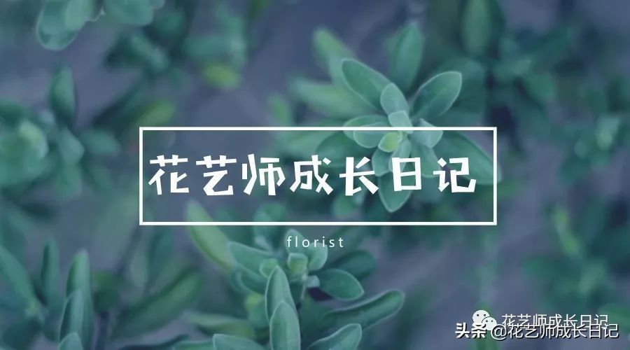 百合的花语是什么 野百合的寓意及象征