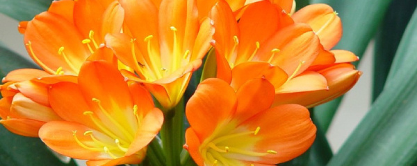 君子兰的养殖方法和注意事项(君子兰养殖的四种方法)