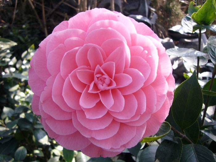 山茶花的养殖方法 山茶花养殖窍门