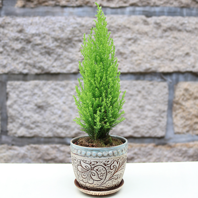 10.清香木有淡淡的清香味.11.迷迭香香草植物,味道提神醒脑,很好闻!