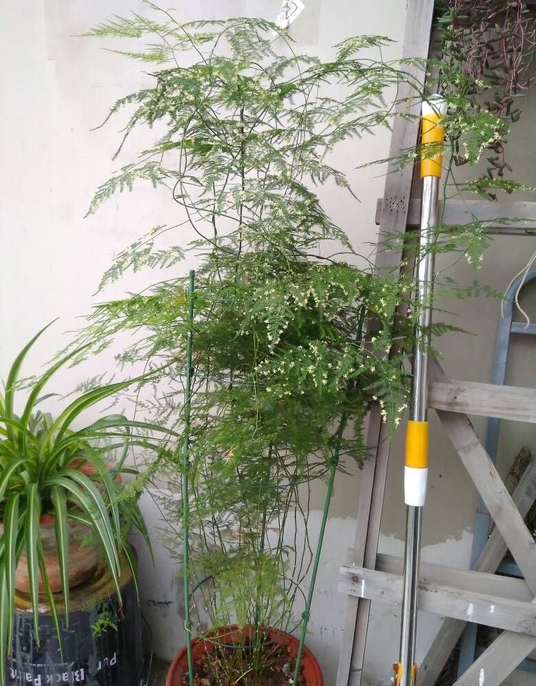 文竹的养殖方法和注意事项 文竹换盆的正确方法