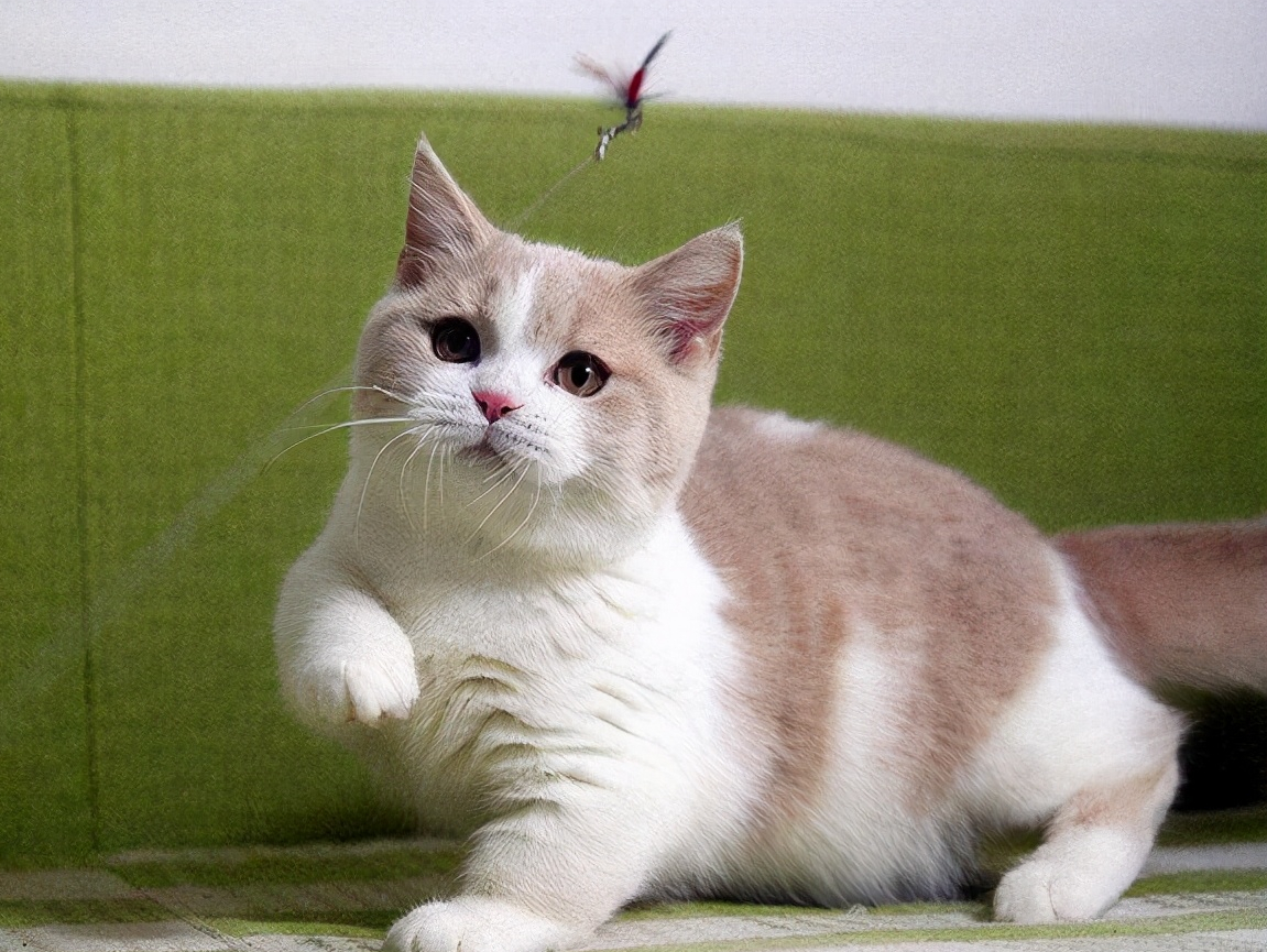 曼基康矮脚曼基康矮脚猫