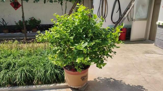茉莉花的养殖方法和注意事项 茉莉花种植方法