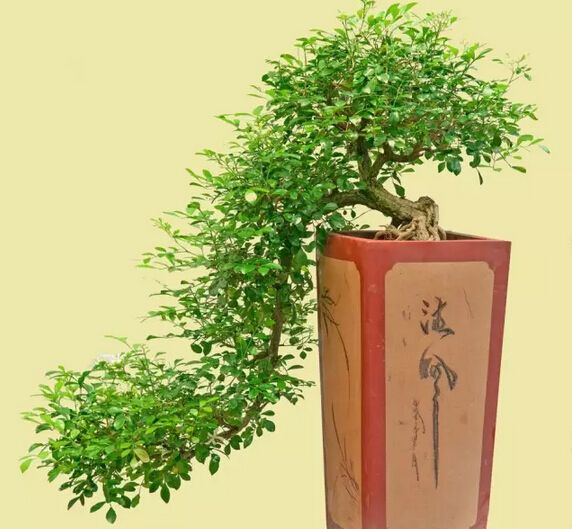 九里香的养殖方法 九里香能养几年