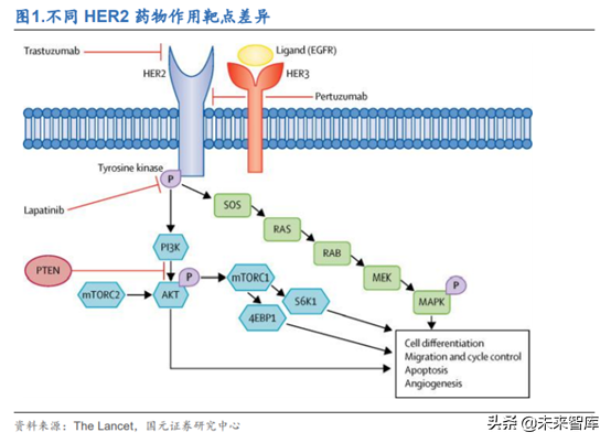 创新药之生物类似药深度研究