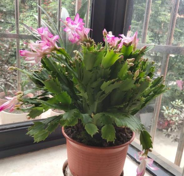 蟹爪兰的养殖方法 蟹爪兰盆栽种植方法