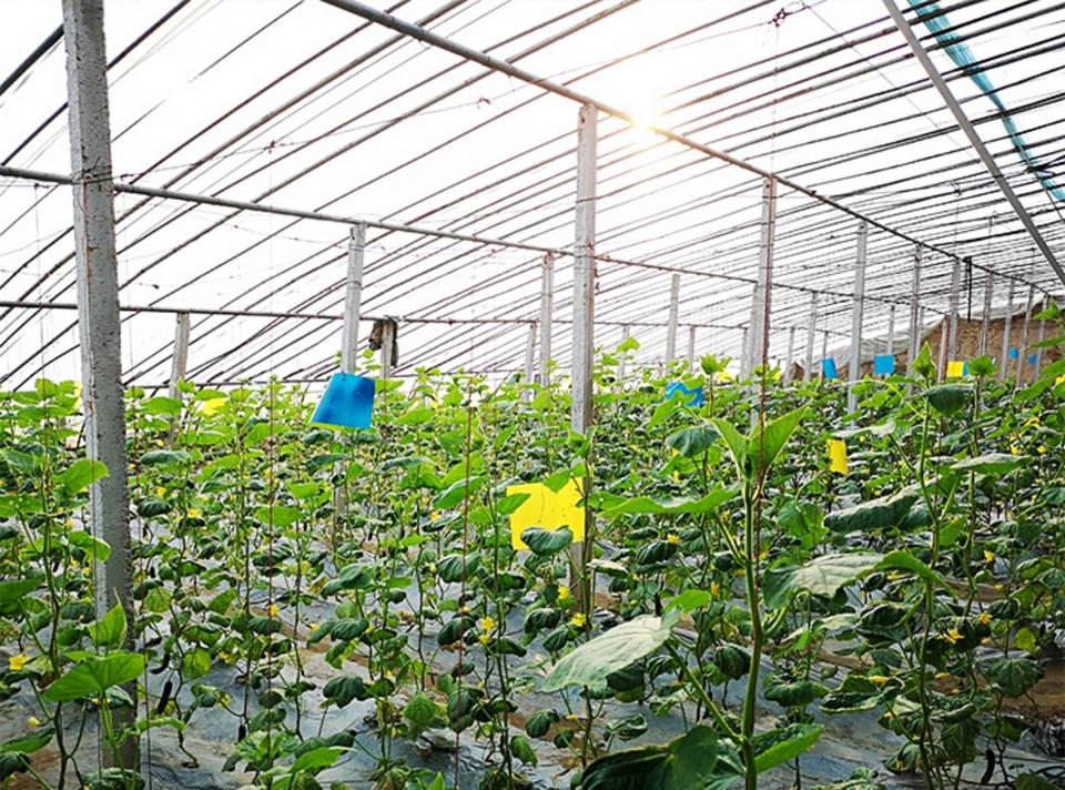 黄瓜栽培技术 黄瓜的种植栽培技术