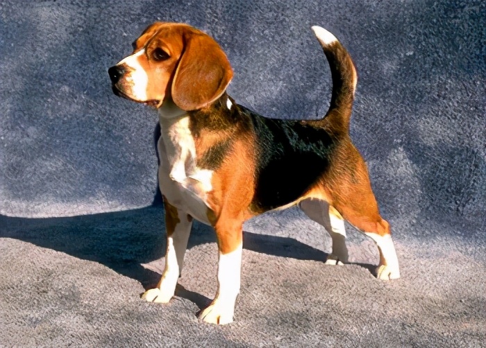 巴吉度犬 basset hound腊肠犬 dachshund迷你贝吉格里芬凡丁犬 petite