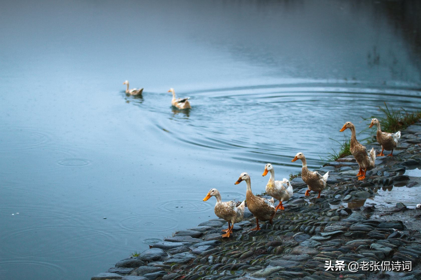 竹杖芒鞋轻胜马 大江东去浪淘尽全诗