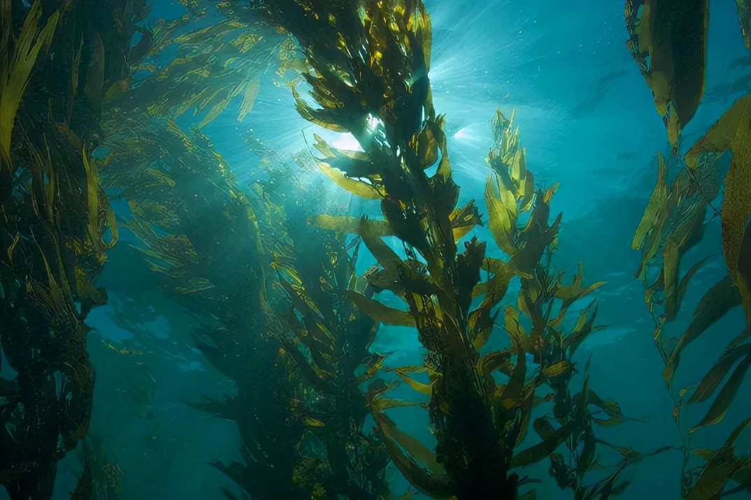 海洋碳汇与海洋经济生态化研究