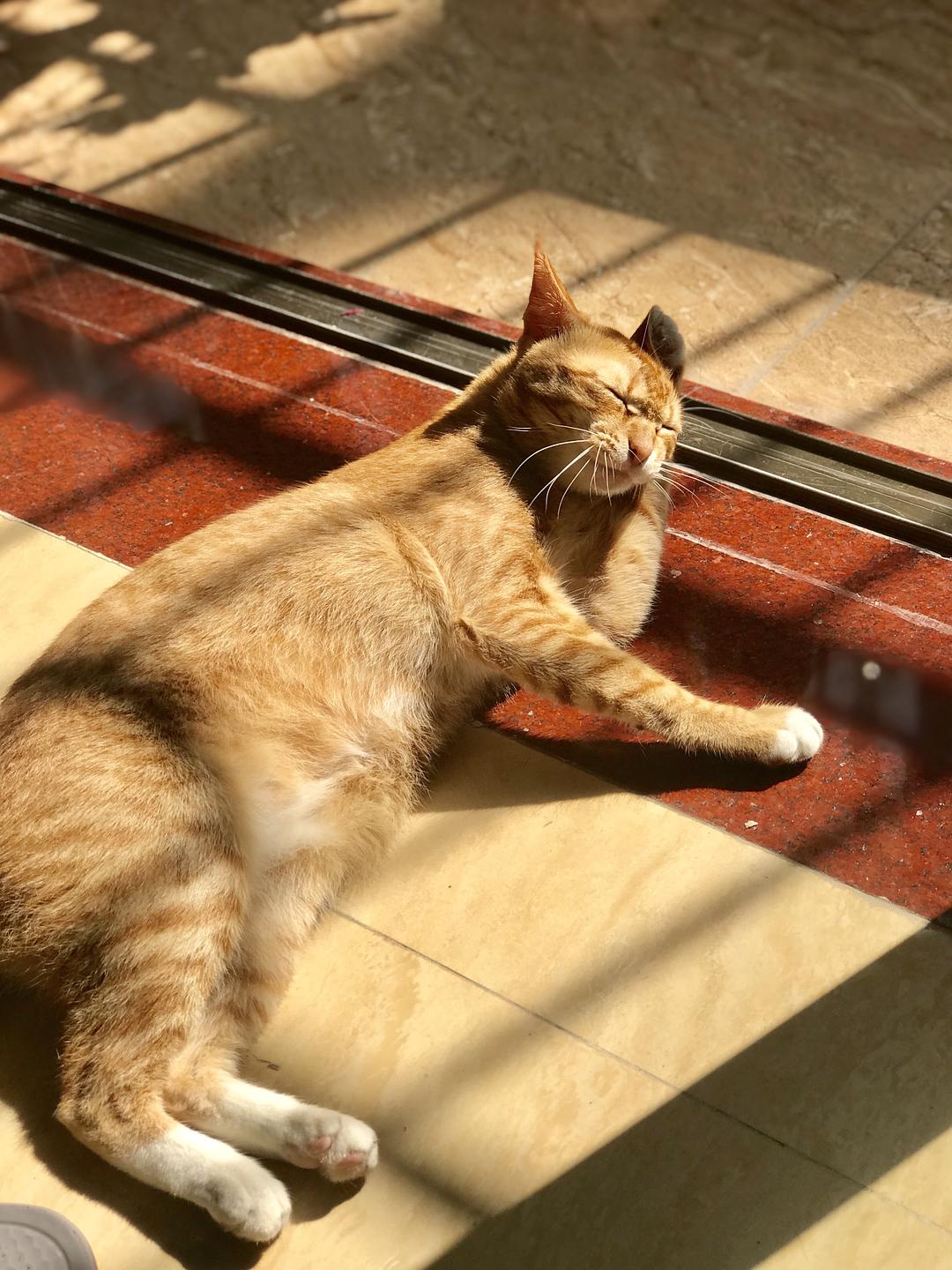 金钱癣图片关于猫藓的那些事情