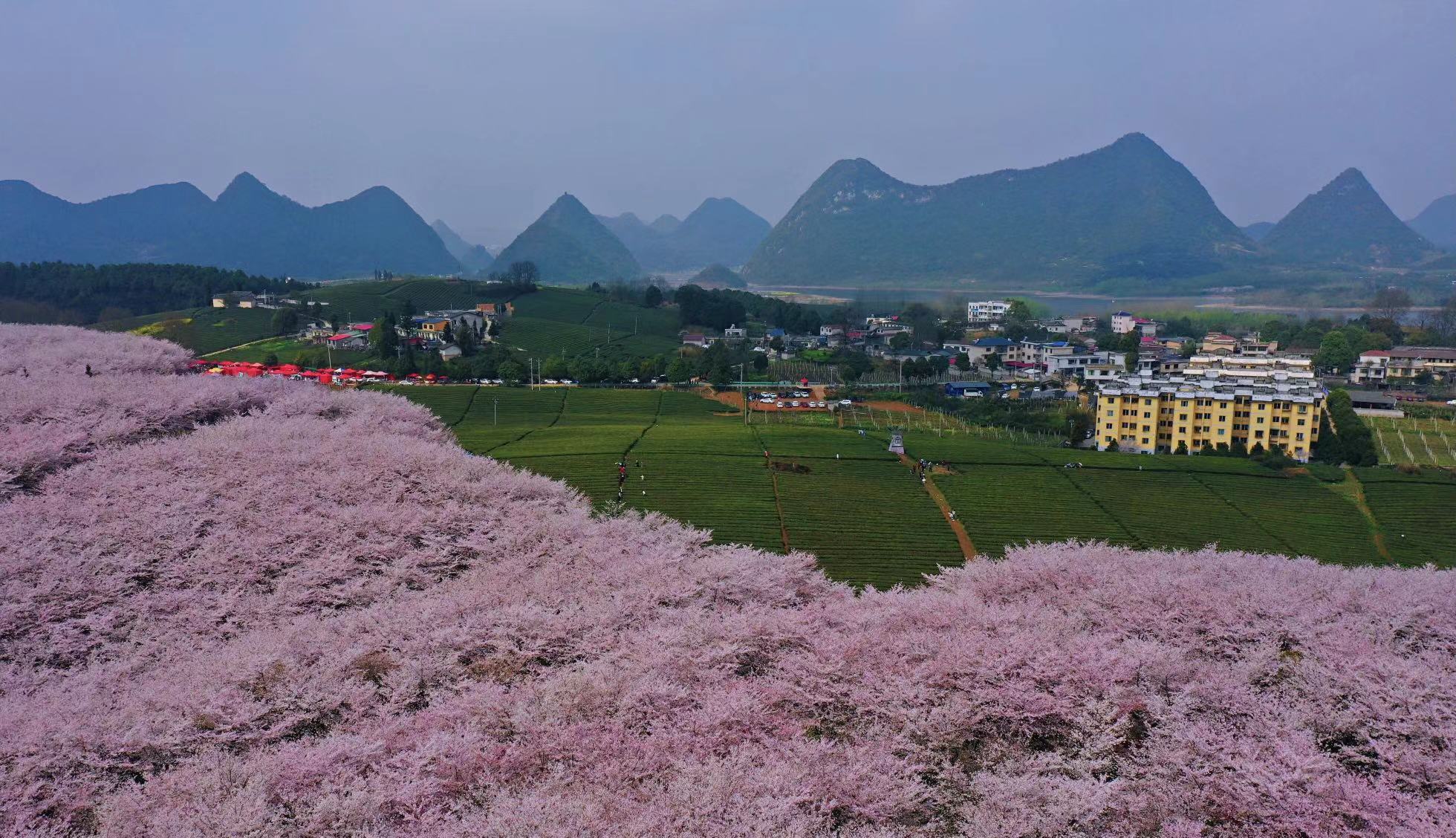 贵州平坝樱花贵州平坝樱花园图片