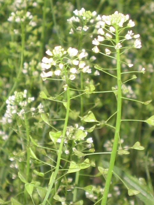 芥菜长什么样荠菜长什么样子图片