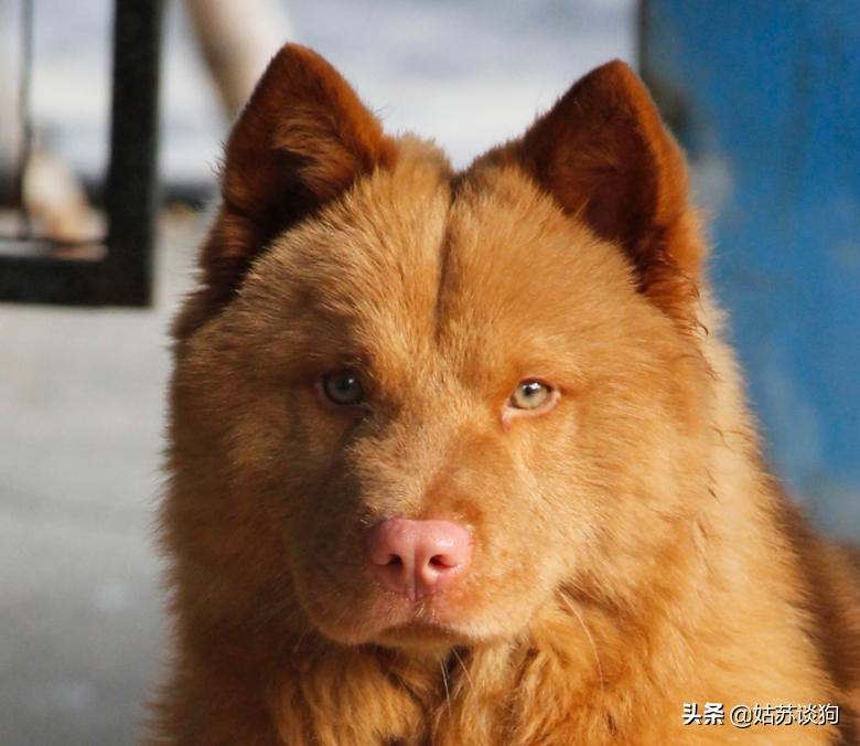 五红犬百科科普关于五红犬的种类小知识