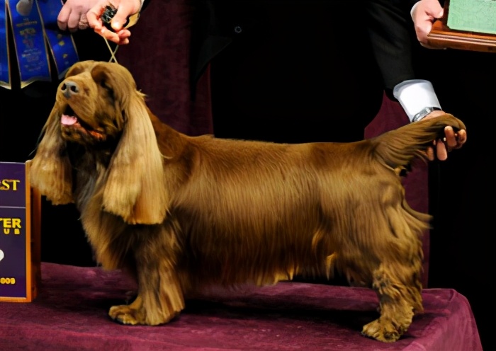 148种名犬图片及名字合集世界名犬图集大全