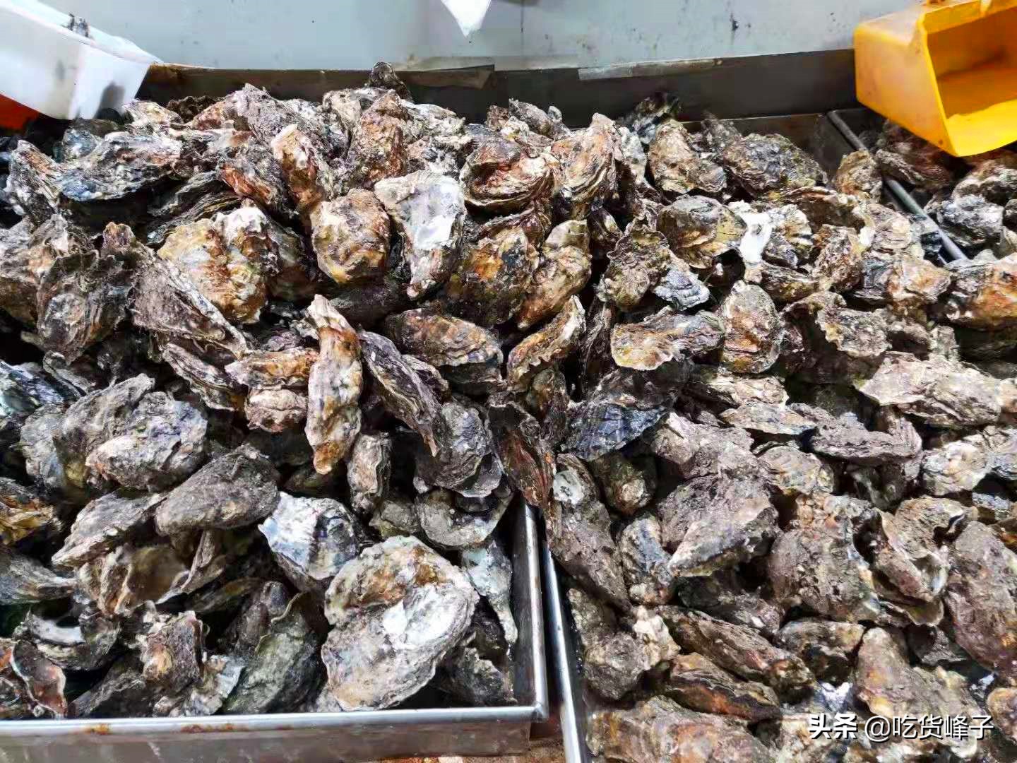 海蛎子的做法 海蛎子的做法煮多长时间