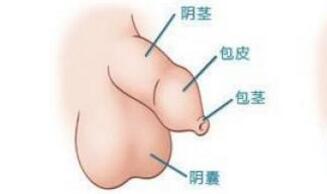 鸡儿上面长白色肉疙瘩鸡儿上面长白色肉疙瘩不痛不痒