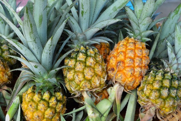 凤梨的功效与作用 凤梨的功效与作用及营养价值