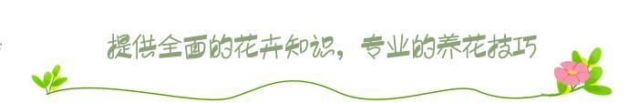 茶花的养殖方法和注意事项 茶花怎么养家庭养法