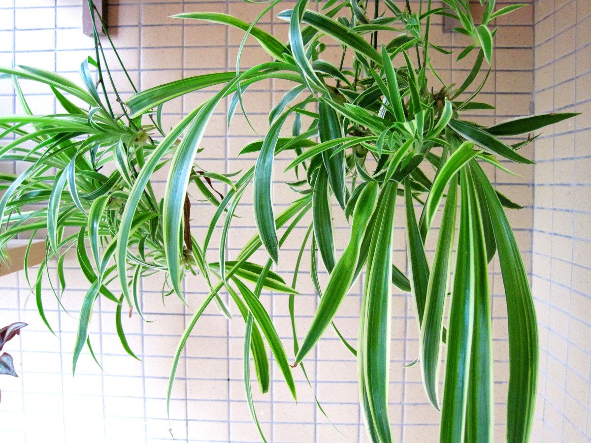 吸收甲醛的植物 吸甲醛的植物排名