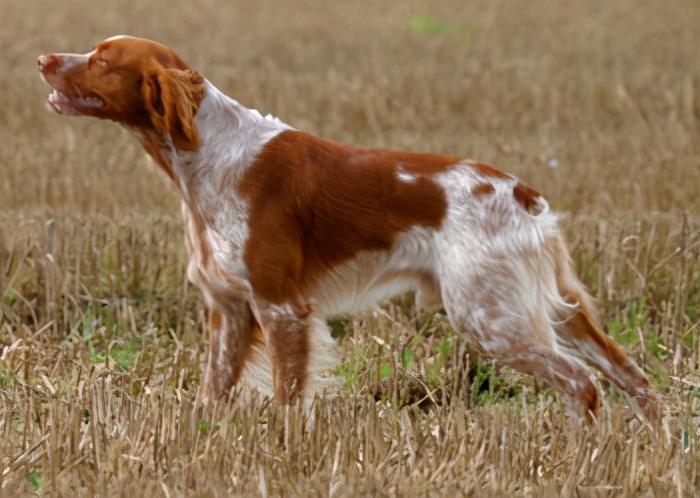 波音达犬 pointer史毕诺犬 spinone italiano苏塞克斯猎犬 sussex