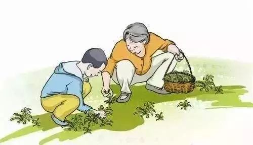 苦菜的功效与作用 最好的野生苦菜图片