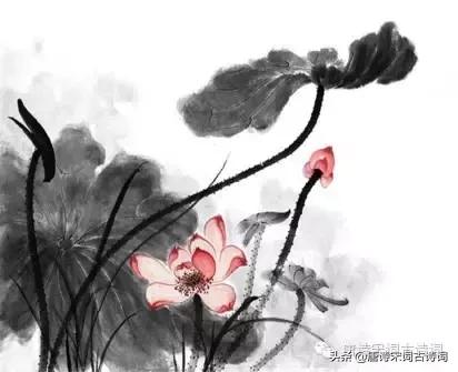 荷花出淤泥而不染 《荷花》古诗