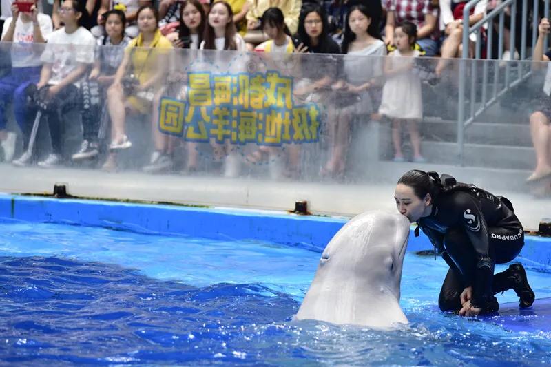 成都海昌极地海洋世界 极地海洋世界咨询电话