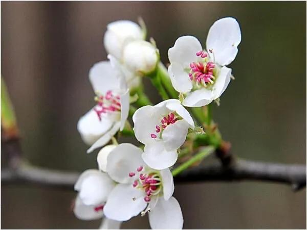 棠梨花图片棠梨花图片大全