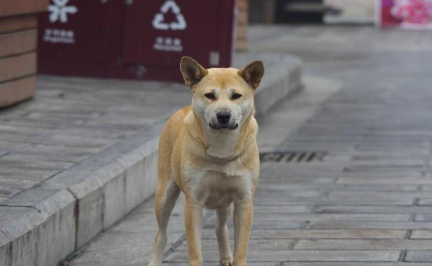 中华田园犬绝对是那种非常适合看家护院的狗狗,它们对陌生人会保持