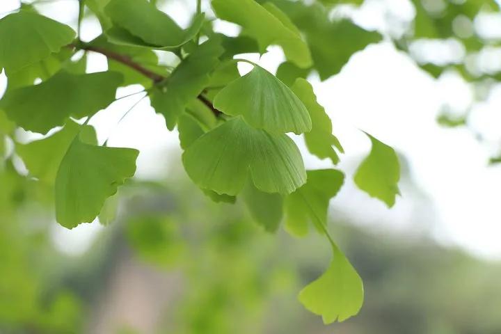 银杏叶的功效与作用 四种人不宜吃银杏叶
